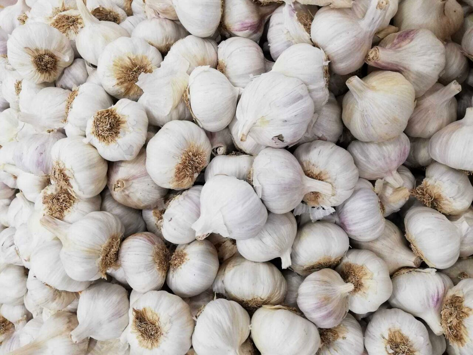 Cabezas de ajos españoles