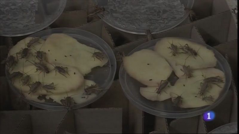 Insectos para degradar el plástico