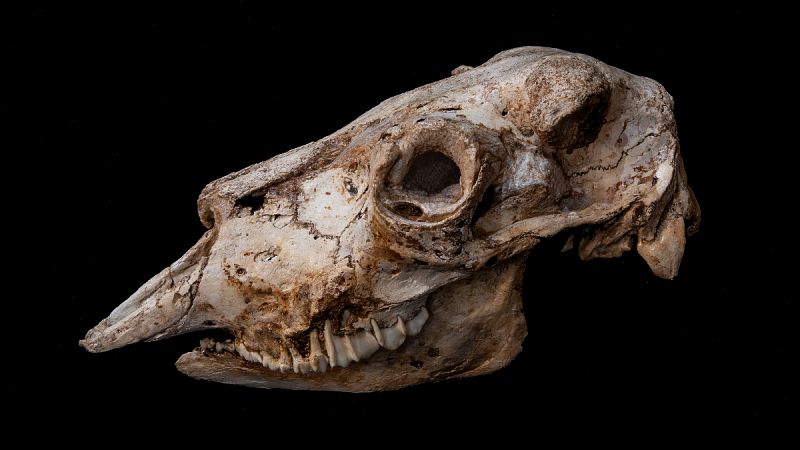 Un buey almizclero de 35.000 años de antigüedad, nueva incorporación al Museo de Prehistoria de Cantabria