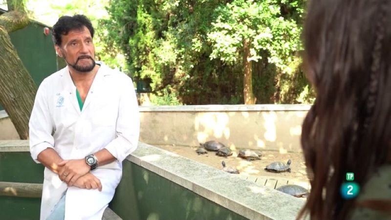 No hay animales de sangre fría ni de sangre caliente, la naturaleza es mucho más compleja