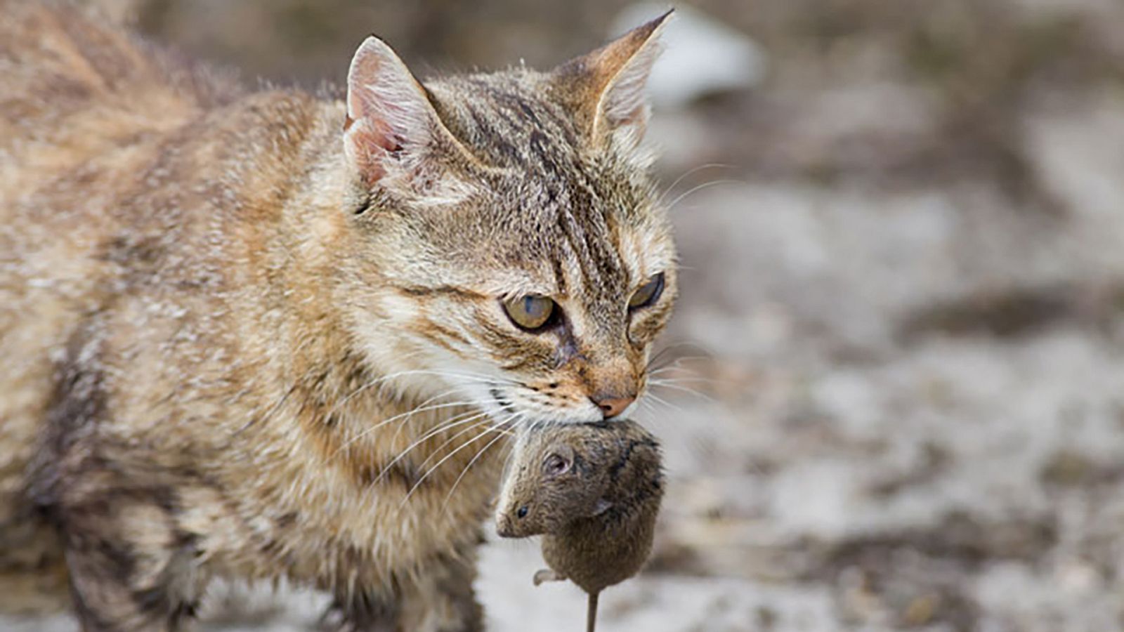 El reino animal esconde sofisticados asesinos