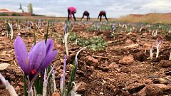 Los campos de La Mancha se tiñen de morado azafrán