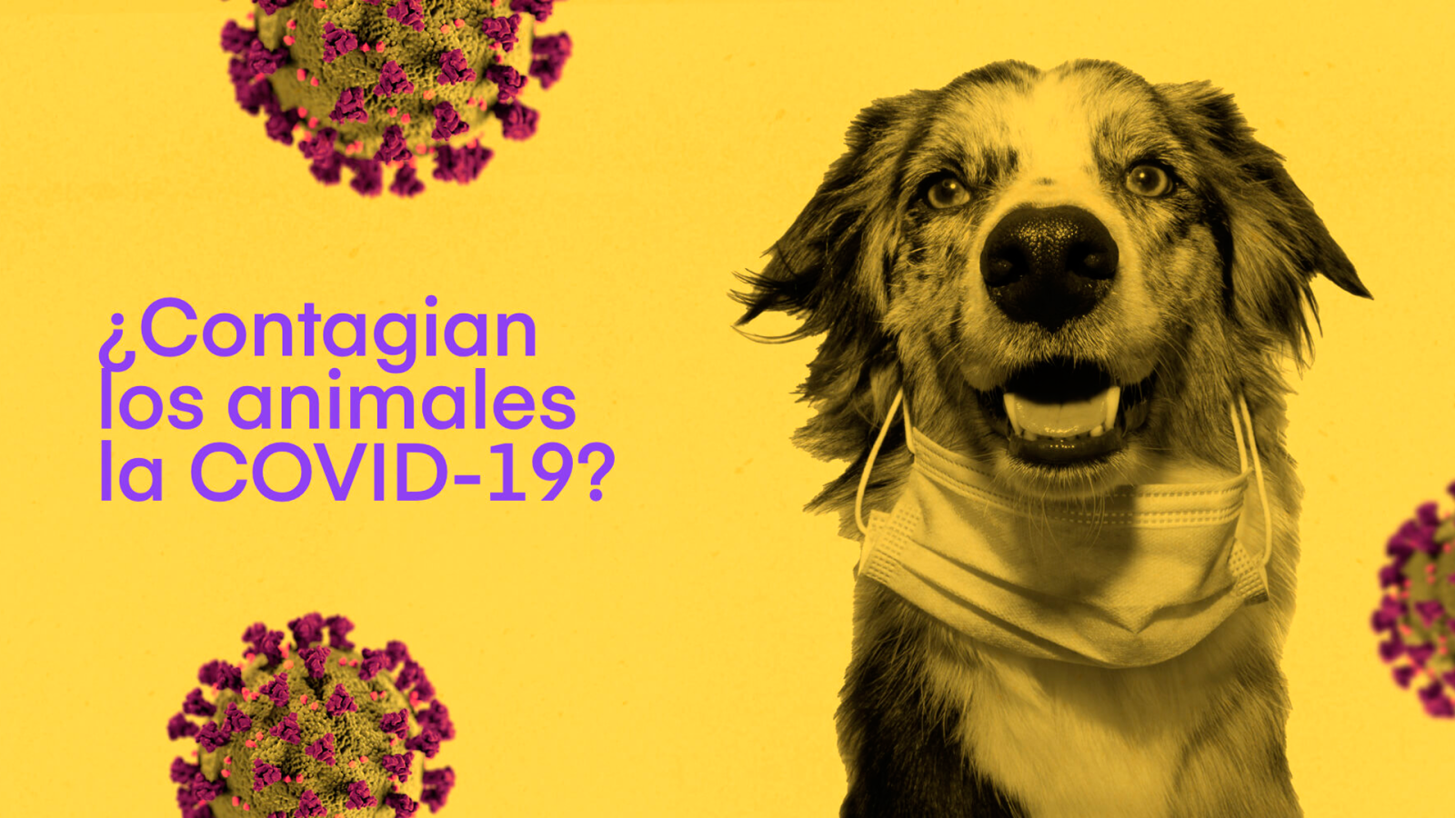 ¿Contagian los animales la COVID-19?