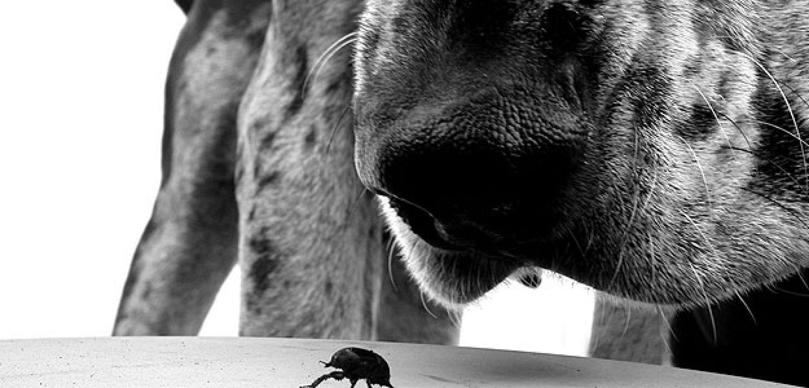 Estímulos olfativos, ganadora de FOTCIENCIA 08