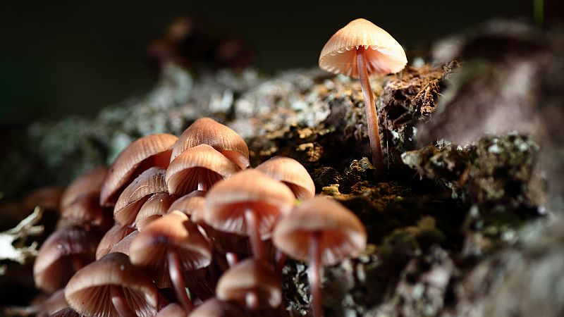 Amanitas, nscalos, setas engaosas... cules podemos coger?