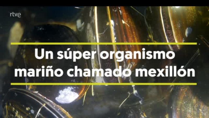 Un estudo xenético descobre as claves da capacidade de adaptación e resistencia do mexillón
