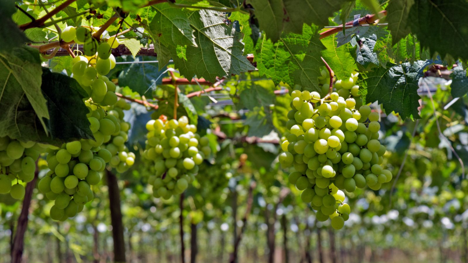 Viñas uva de mesa Vinalopó