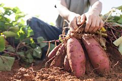 ¡Al rico boniato! ¿O era batata? Te enseñamos a cultivarlo