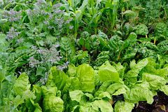 Aprendemos a cultivar borraja, una verdura típica del norte de España