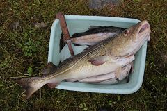 Bacalao: el pescado que protagonizó seis guerras