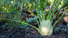 Conocemos una planta invasiva... ¡Ojo con el hinojo!