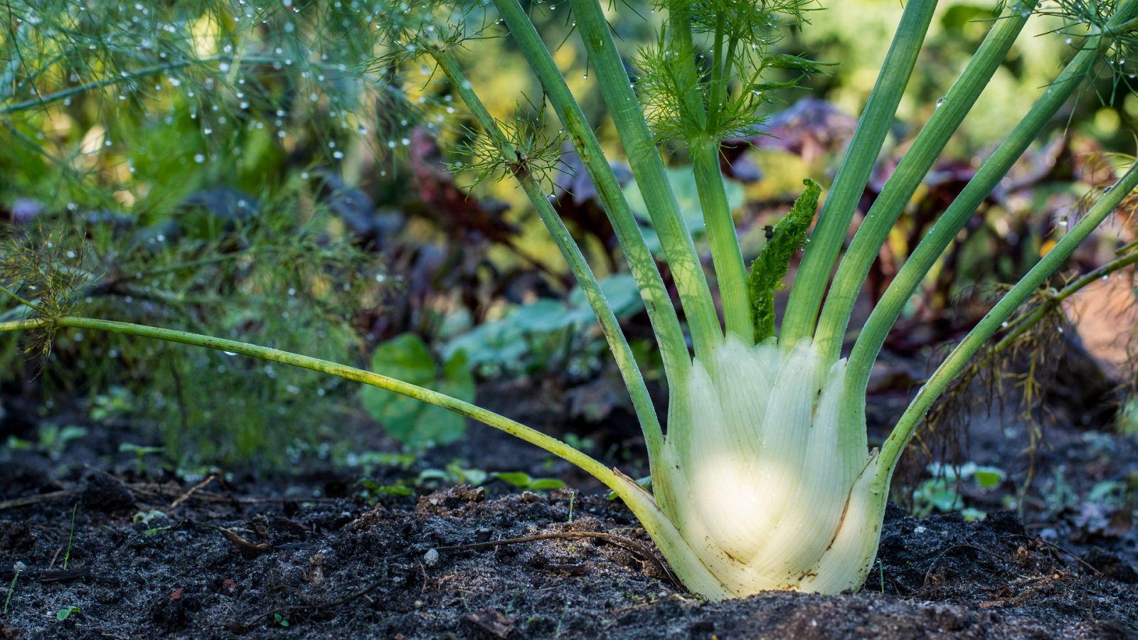 Plantación de Hinojo