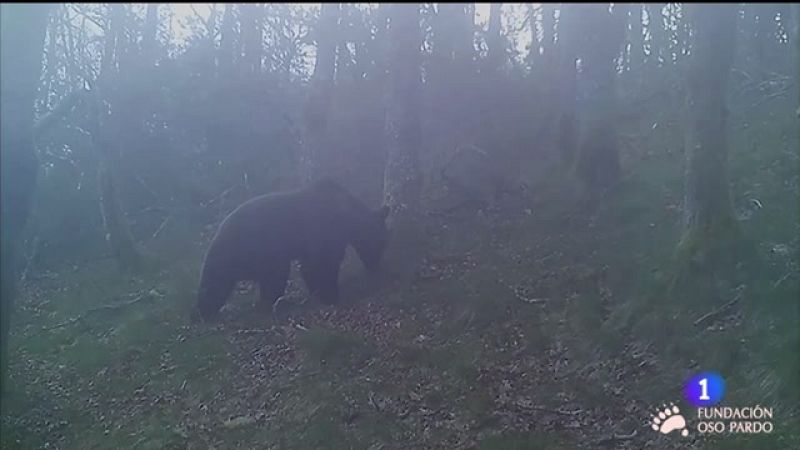 rbores para asentar o oso no Courel