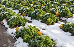 Cultivar repollos con el frío del invierno... ¡y bajo la nieve!
