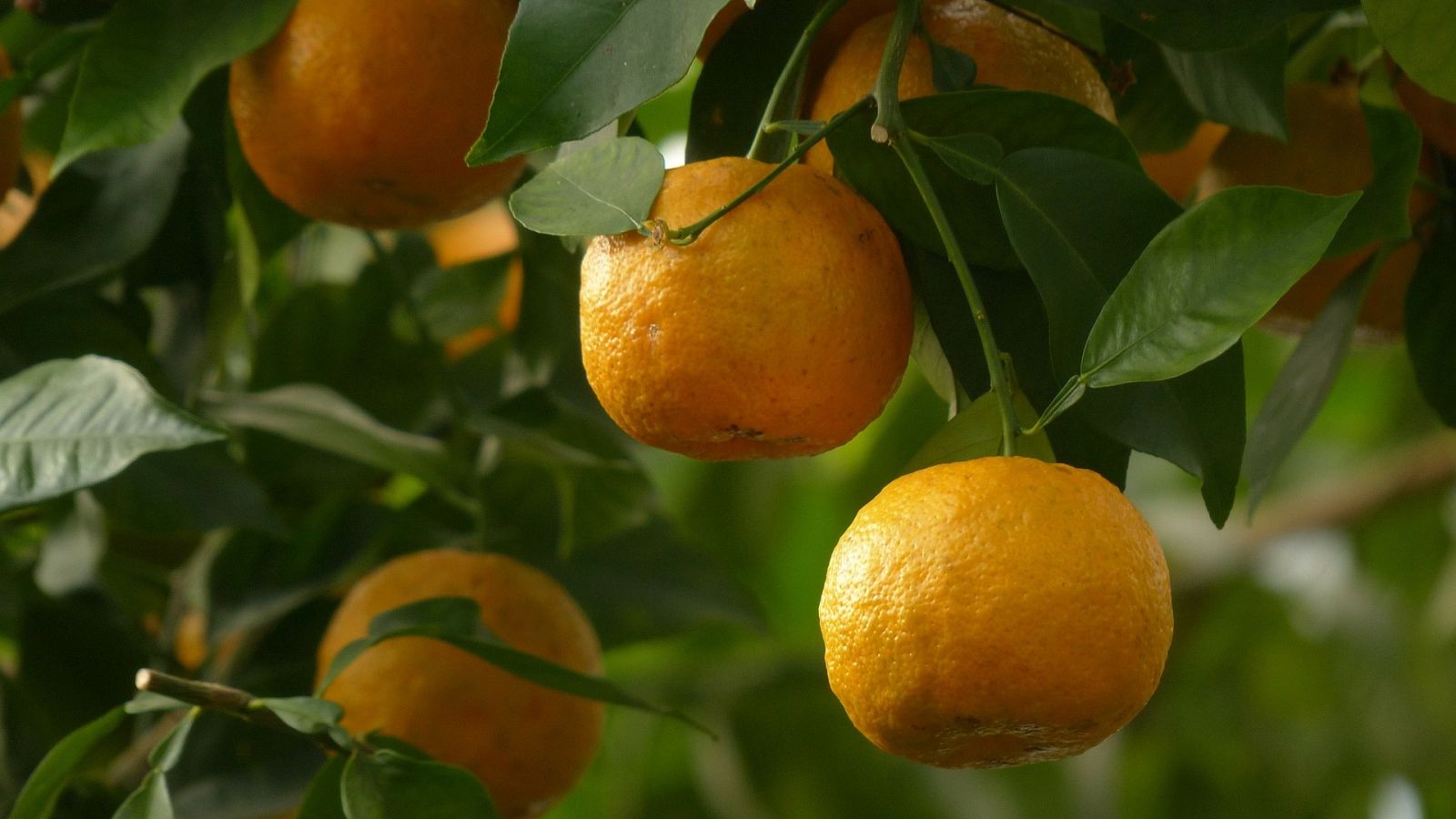Naranjas amargas