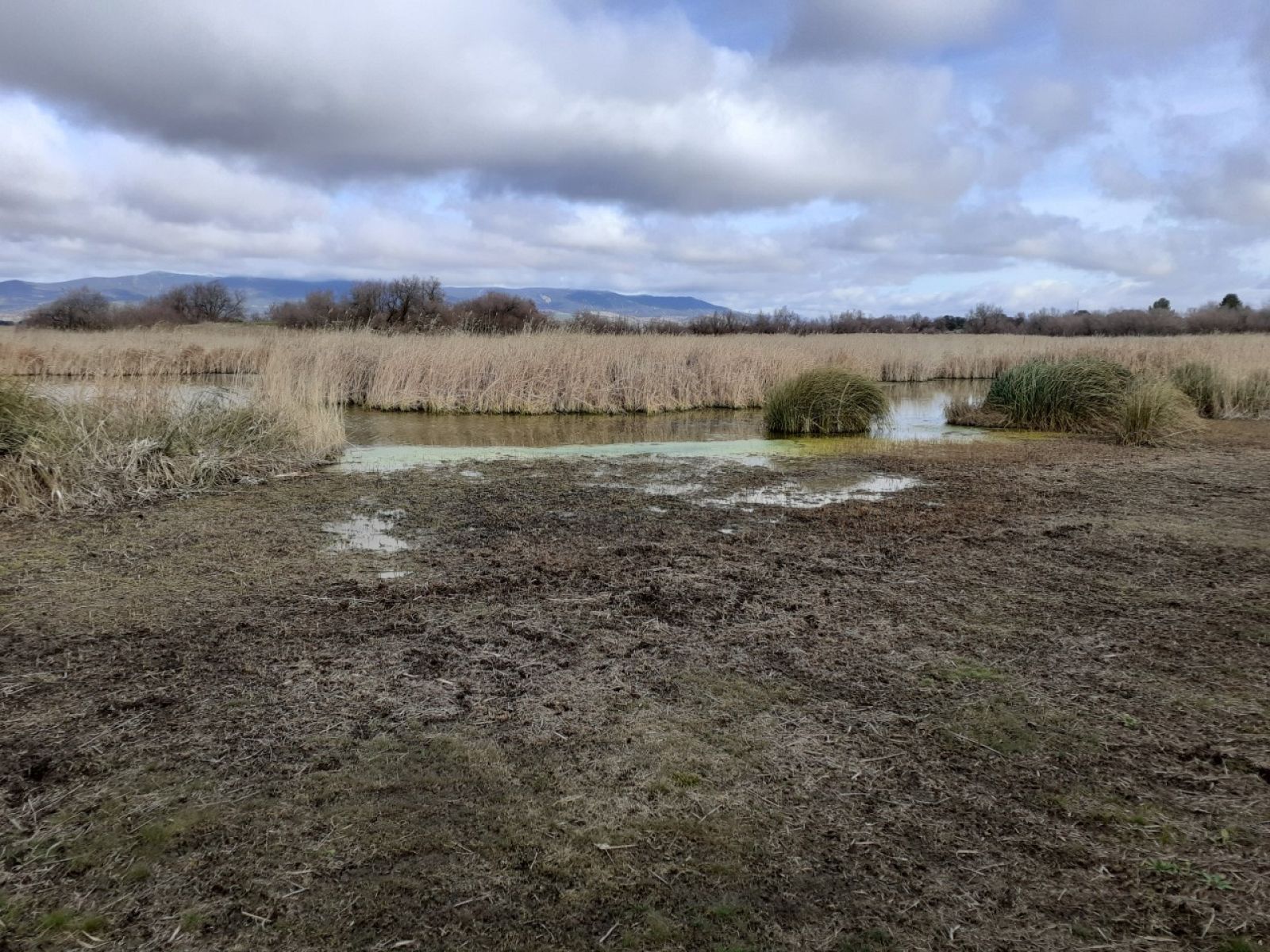 Las Tablas de Daimiel con poca agua a pesar de las borrascas