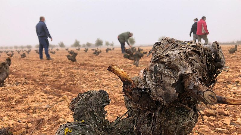  Los conejos de monte arrasan los cultivos de La Mancha conquense 