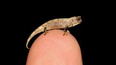 Descubren el reptil más pequeño del mundo: el 'nanocamaleón'