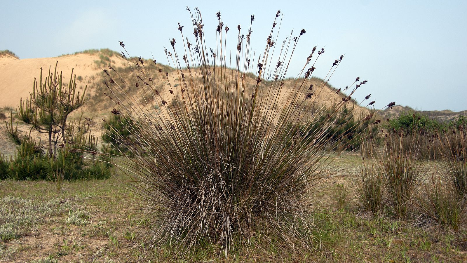 Dunas de Liencres, en Cantabria