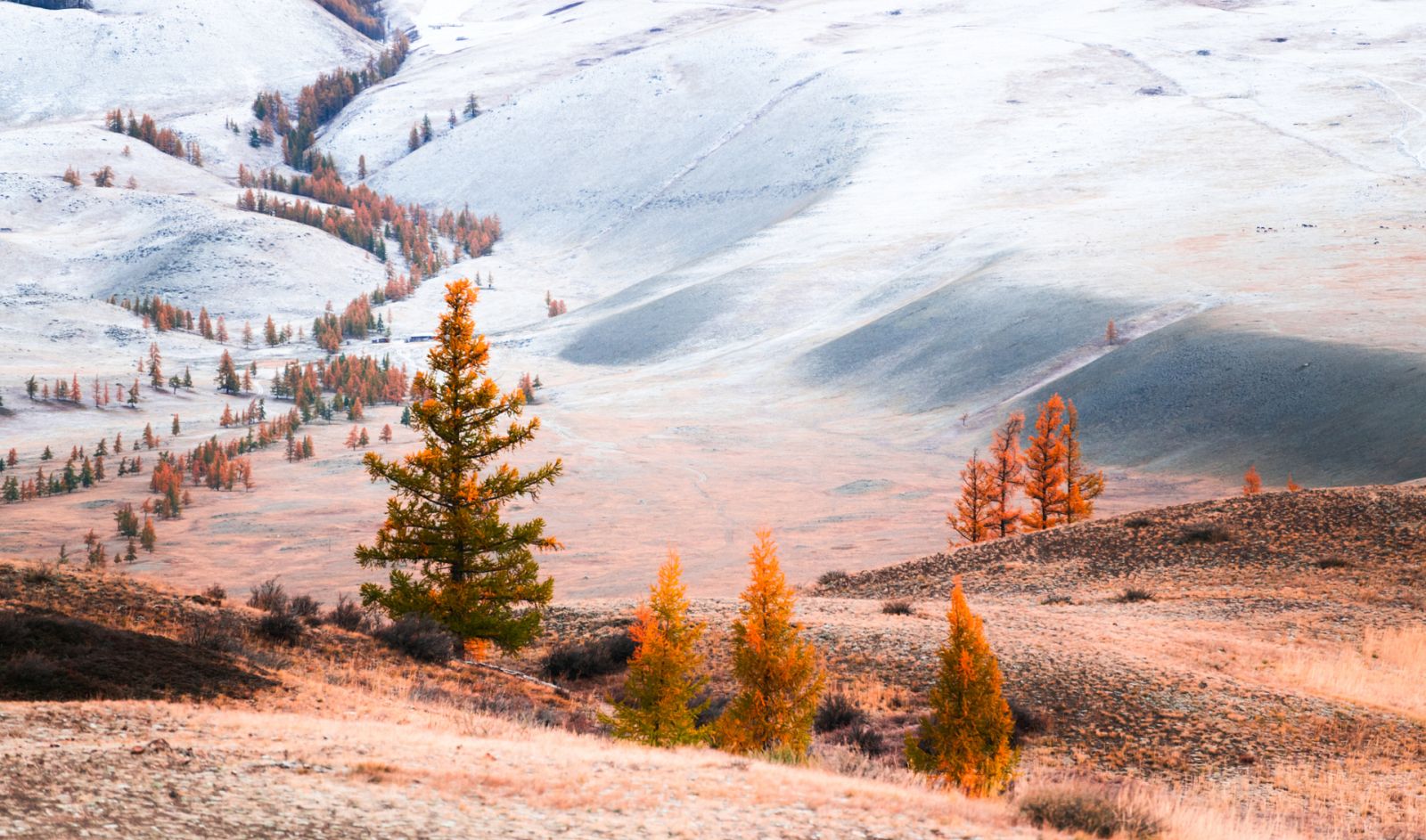 Nieve rosa en Siberia