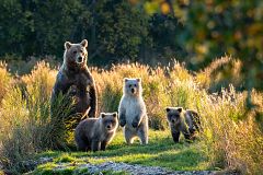 ¿Qué influencia tiene el cambio climático en el oso pardo de La Península?