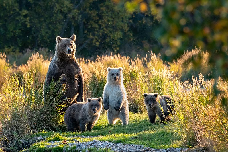 ¿Qué influencia tiene el cambio climático en el oso pardo de La Península?