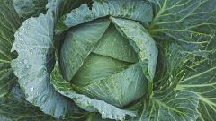 ¿Col, berza, kale o repollo? Diferencias y usos