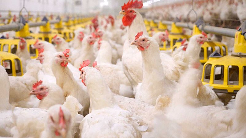 ¿Qué fue primero, el huevo o la gallina? 