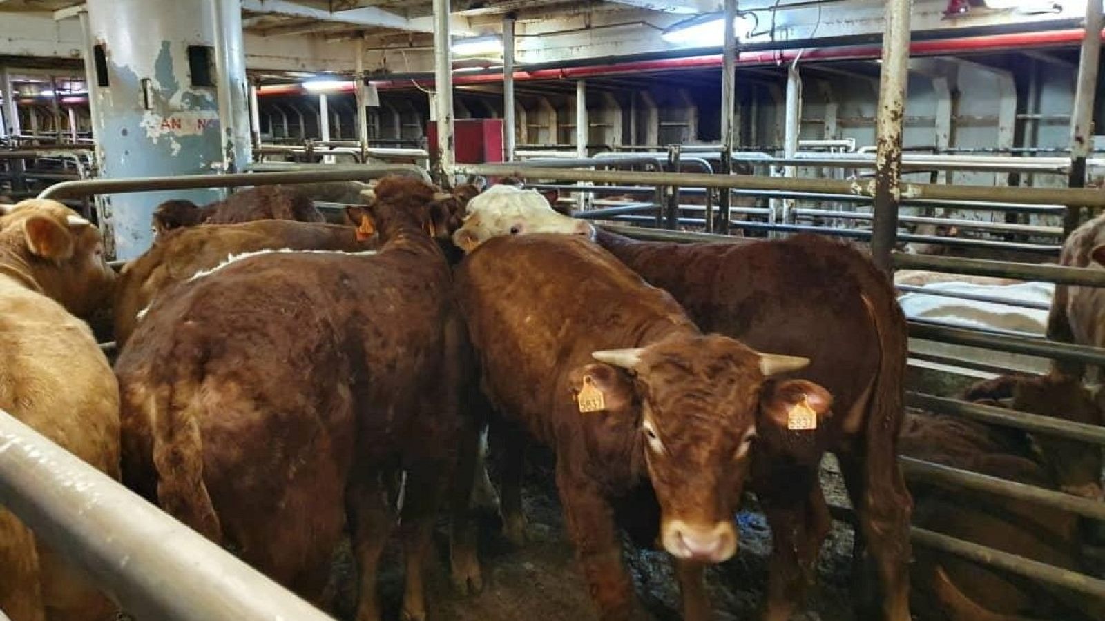 Agricultura ordena sacrificar a las reses bloqueadas en Cartagena