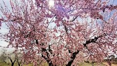 La belleza efímera de la flor del almendro
