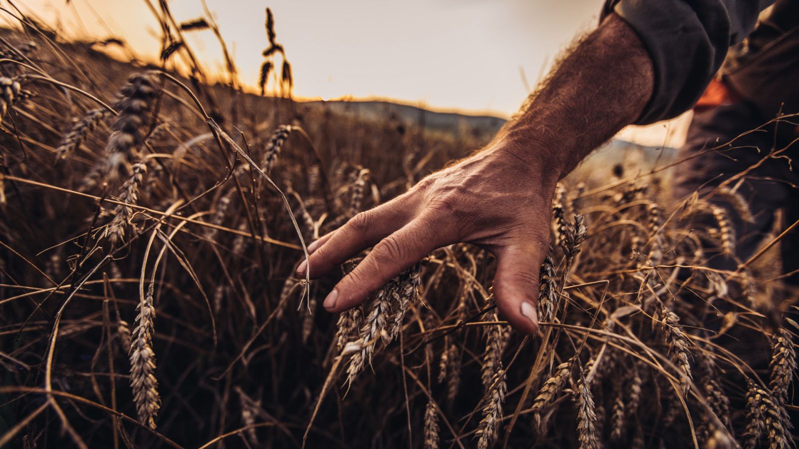 Agricultor paseando por sus campos