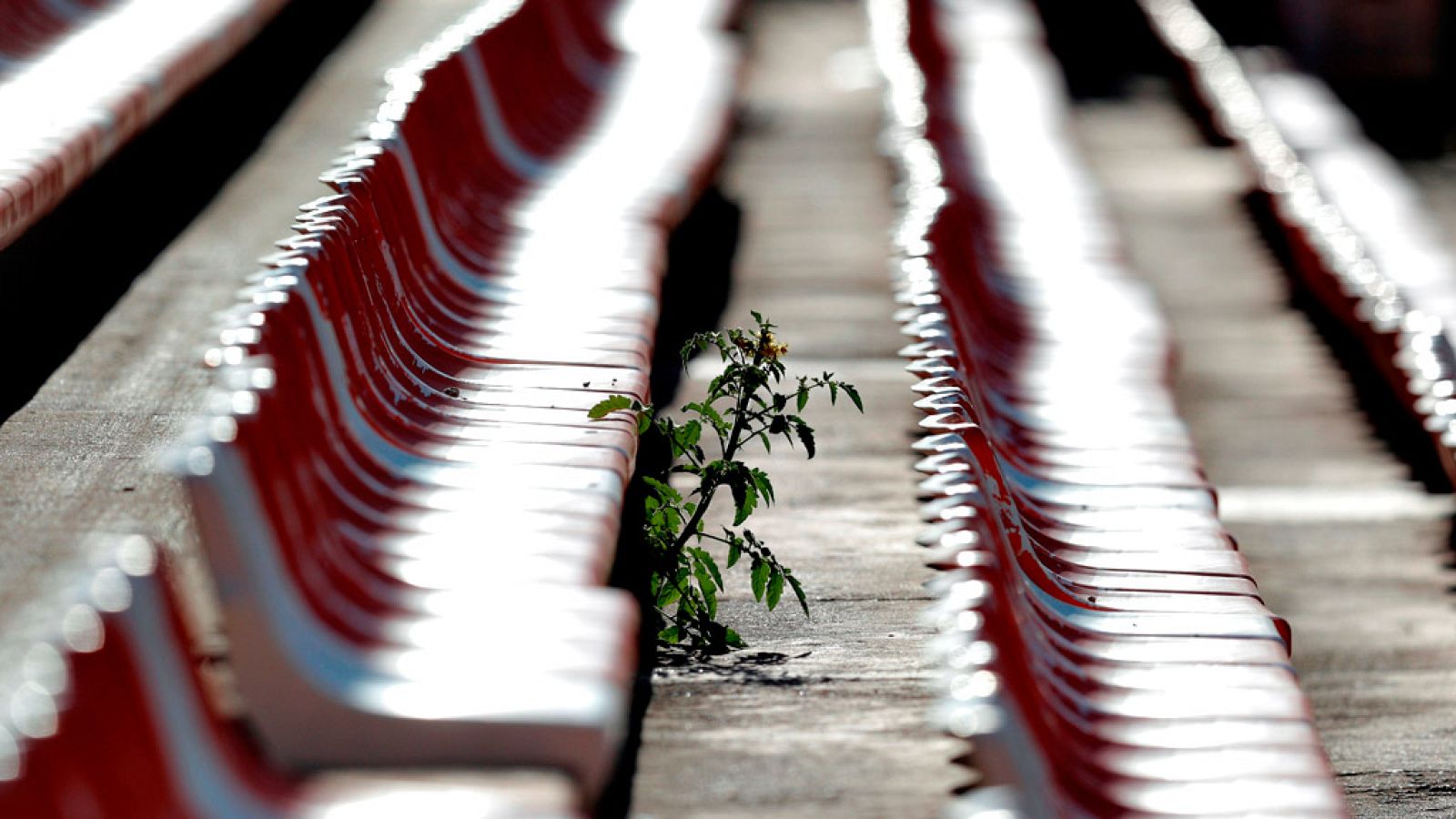 Tomatera en una grada vacía del estadio de Mestalla