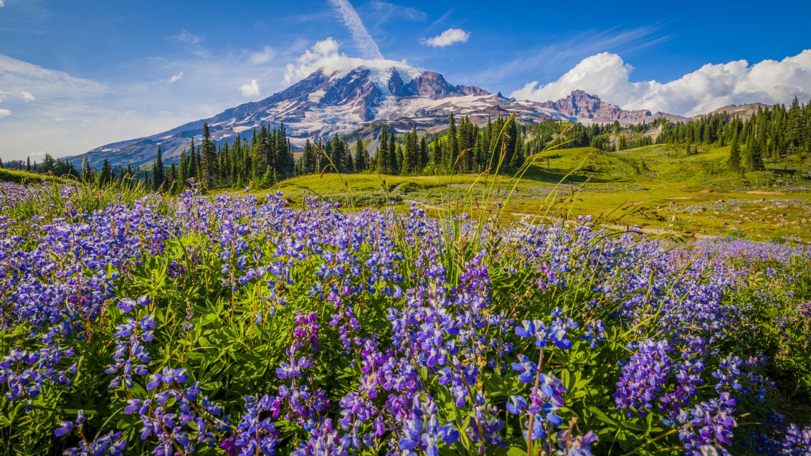 Prado lleno de flores en Monte Rainier, Washington