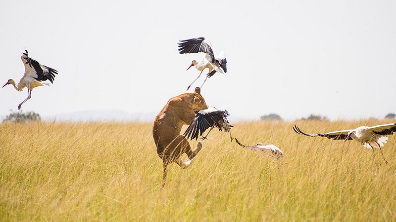 La 2 estrena 'Wild Covid, pandemia salvaje': los efectos del confinamiento en la naturaleza africana