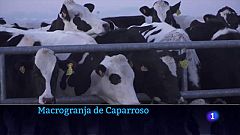 Greenpeace denuncia la macrogranja de Caparroso