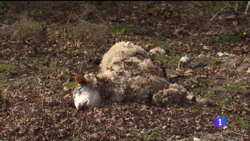 Os lobos matan en Friol sete ovellas que os donos usaban para manter limpo o terreo
