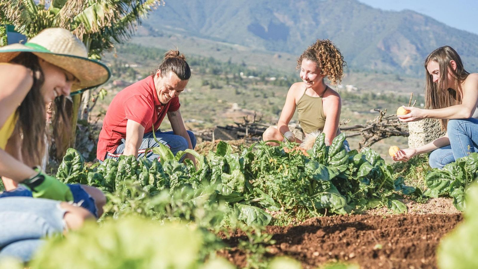 Un grupo de cuatro jóvenes recogiendo hostalizas frescas