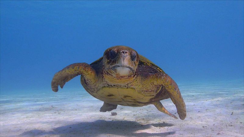 La lucha de la tortuga boba por sobrevivir entre pl�sticos