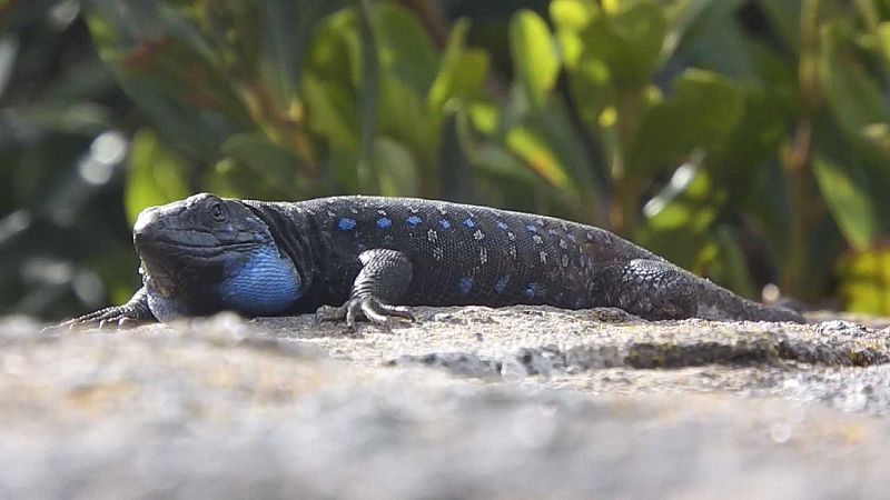 Los humanos no tenemos sangre fr�a. Los tritones s�