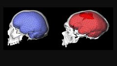 El cerebro humano moderno evolucionó en África hace unos 1,7 millones de años
