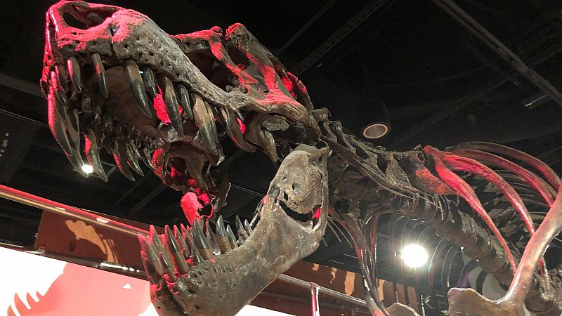 Un estudio asegura que unos 2.500 millones de Tiranosaurios rex habitaron la Tierra