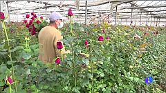 Els floristes encaren amb optimisme el Sant Jordi