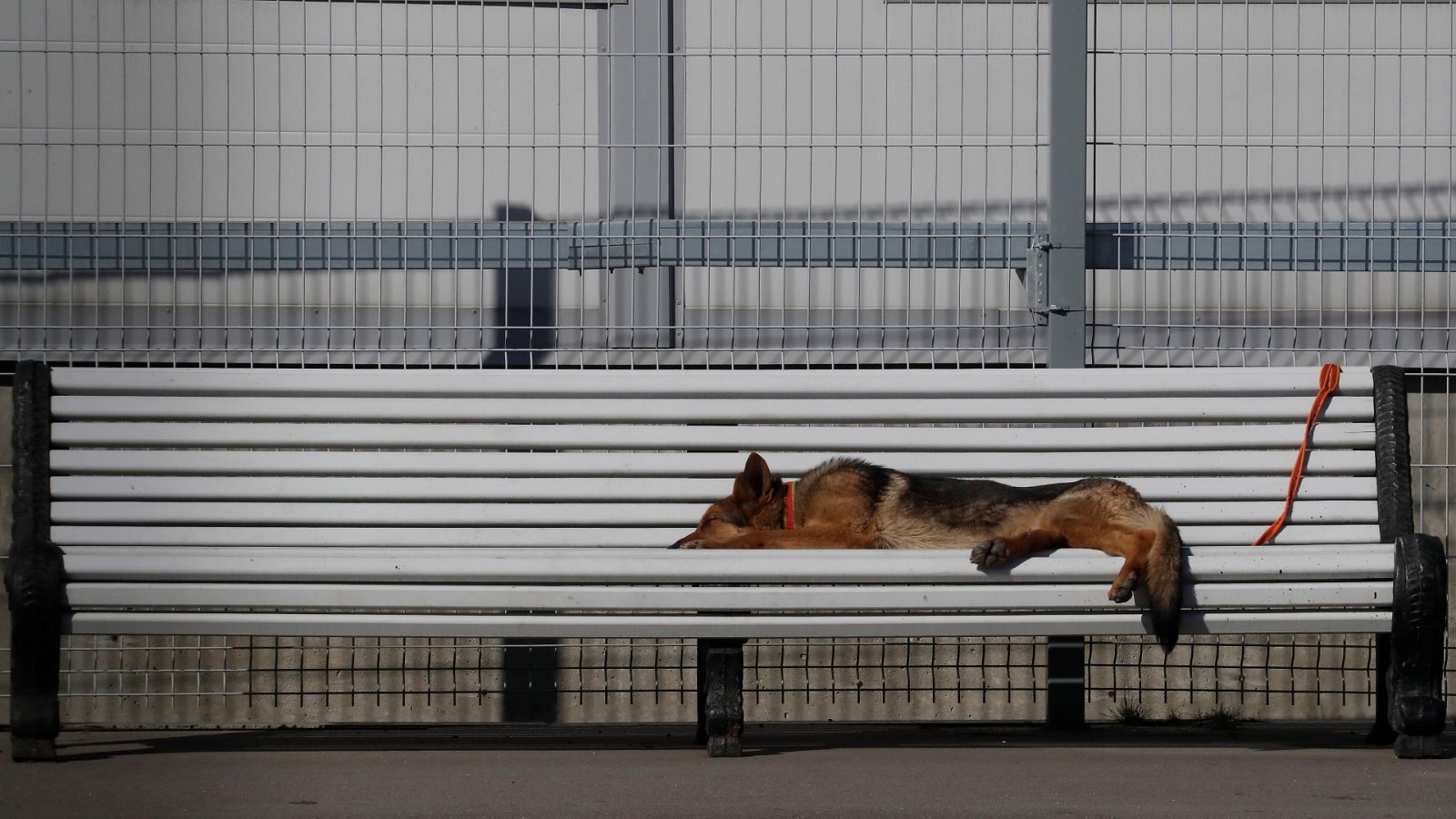 Un perro duerme en un banco