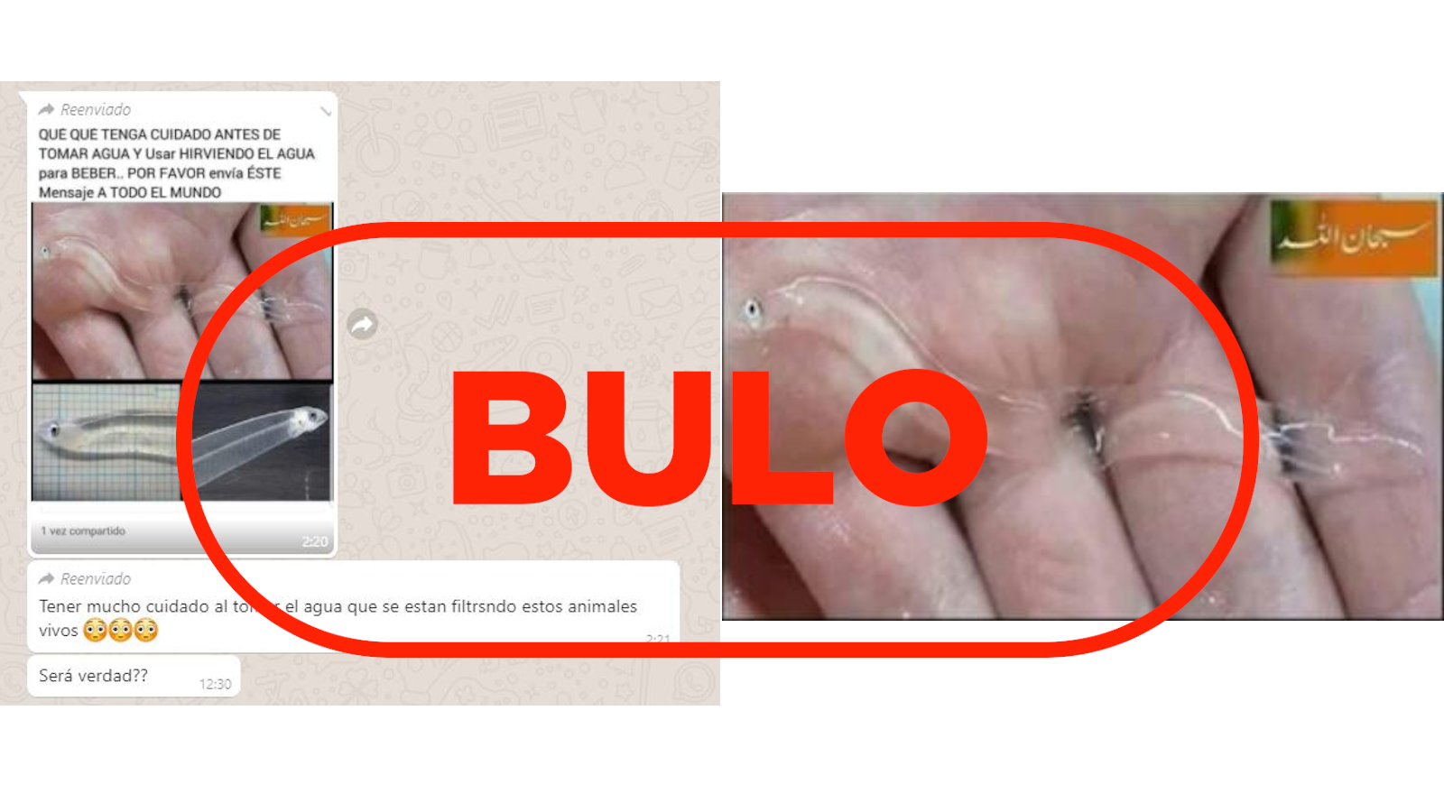 Las fotos que circulan con "animales vivos" transparentes en el agua son de una anguila y circulan en bulos desde hace años.