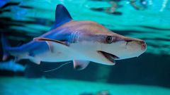 Los tiburones se orientan con los campos magnéticos de la Tierra