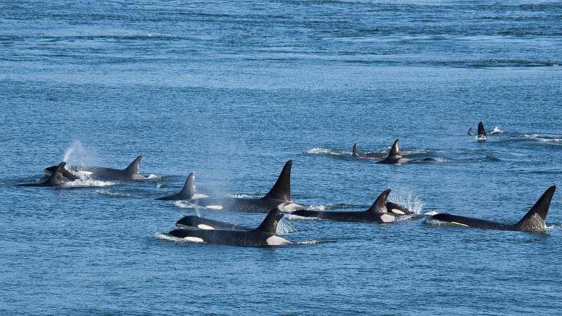 ¿Dónde avistar orcas, ballenas y cachalotes? ¡Lo descubrimos! 