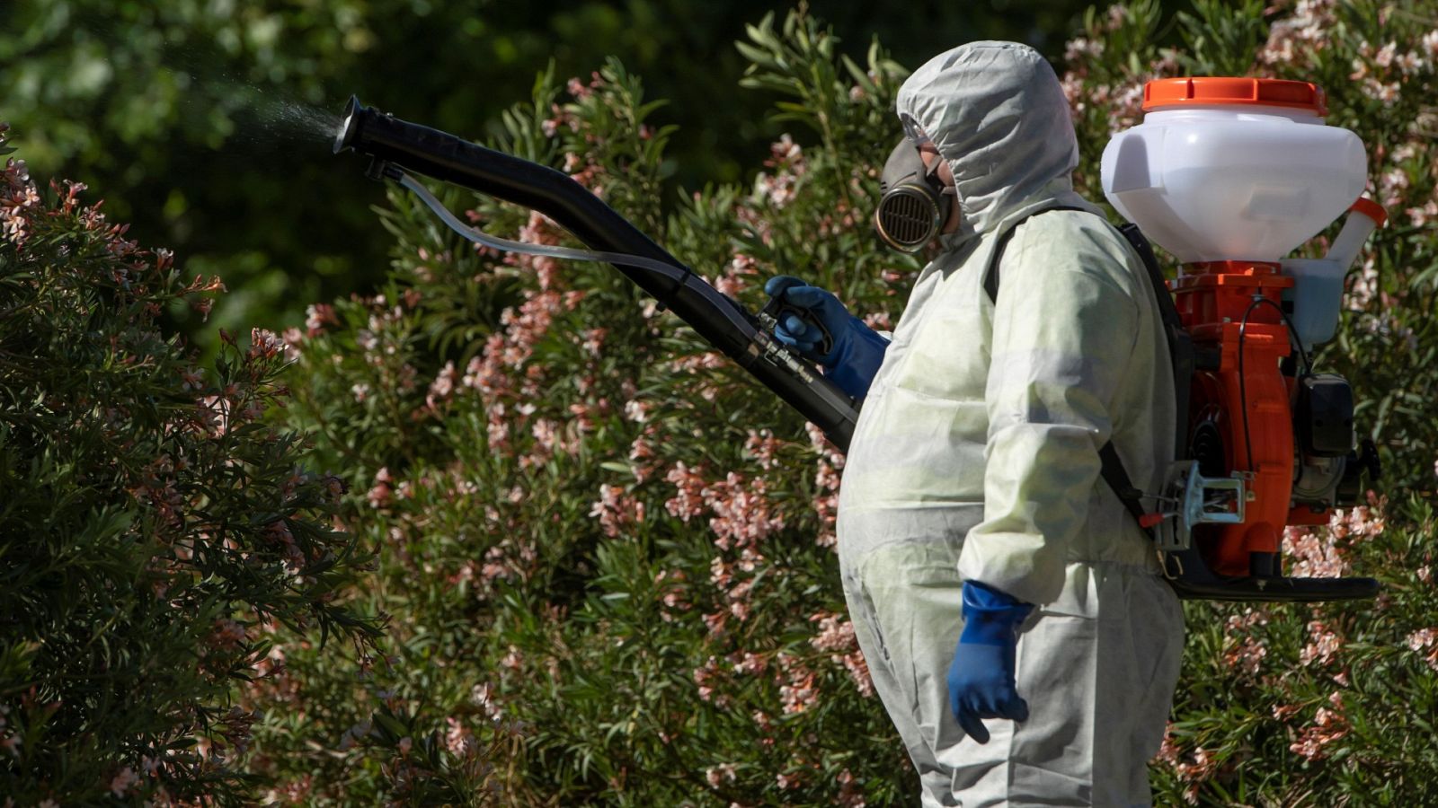 Un operario fumiga en la localidad sevillana de Coria del Río, donde se ha iniciado el plan de control de insectos para prevenir el brote de virus del Nilo