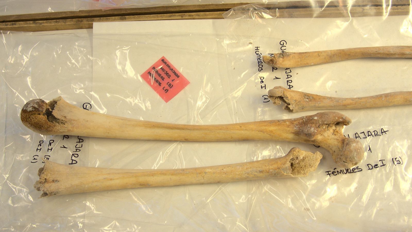 Restos ADN Cristobal Colon