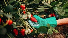 Eso que comes no son fresas: diferencias entre fresa y fresón