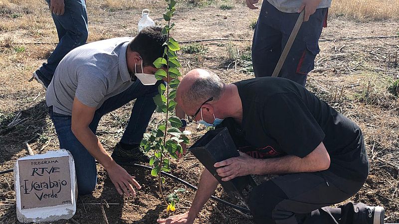 7 cosas que no sab�as sobre el olmo en Espa�a